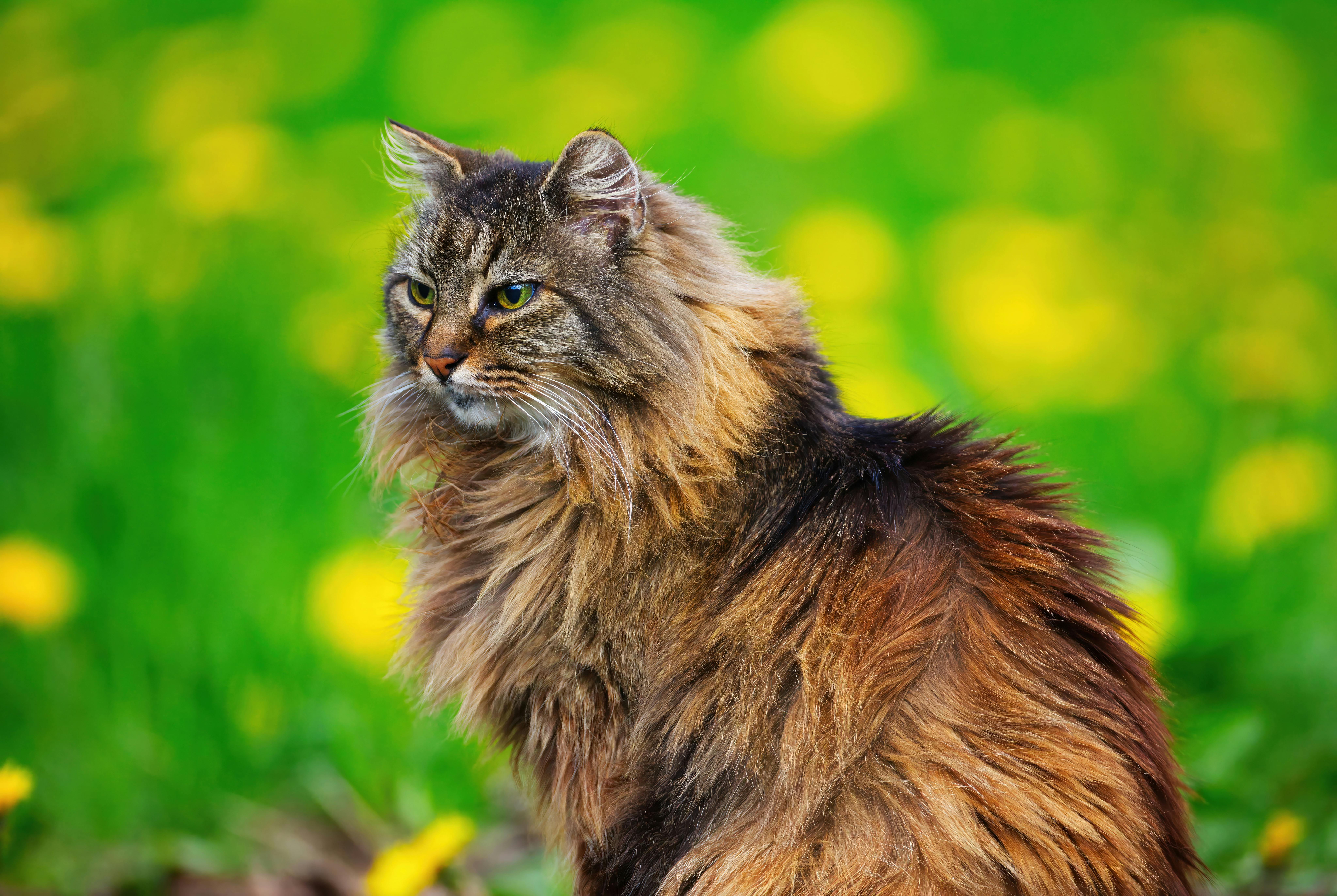 Pawtounes - Chats - Chatons - Animaux - Mignons - Marrants : Chat Norvégien : caractère et soins en 2024