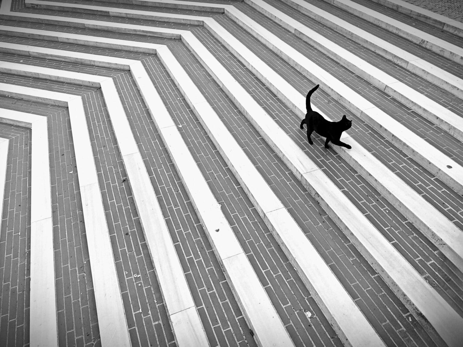 Pawtounes - Chats - Chatons - Animaux - Mignons - Marrants : Chat de Schrödinger : explication simple et fascinante