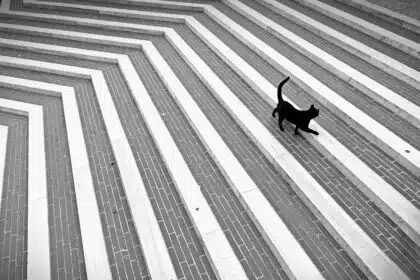 Pawtounes - Chats - Chatons - Animaux - Mignons - Marrants : Chat de Schrödinger : explication simple et fascinante