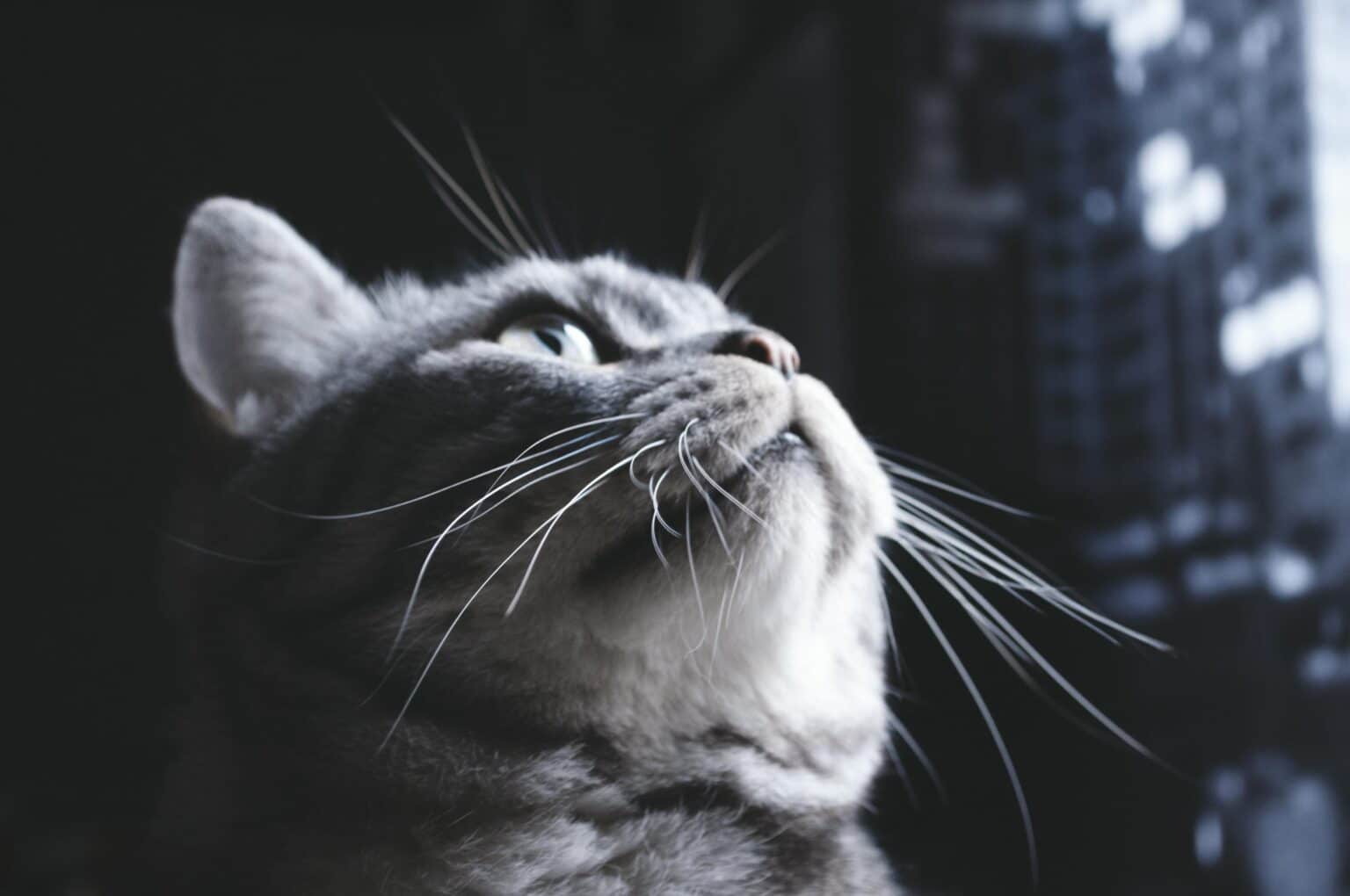Pawtounes - Chats - Chatons - Animaux - Mignons - Marrants : Chat gris : astuces et conseils pour bien s’en occuper