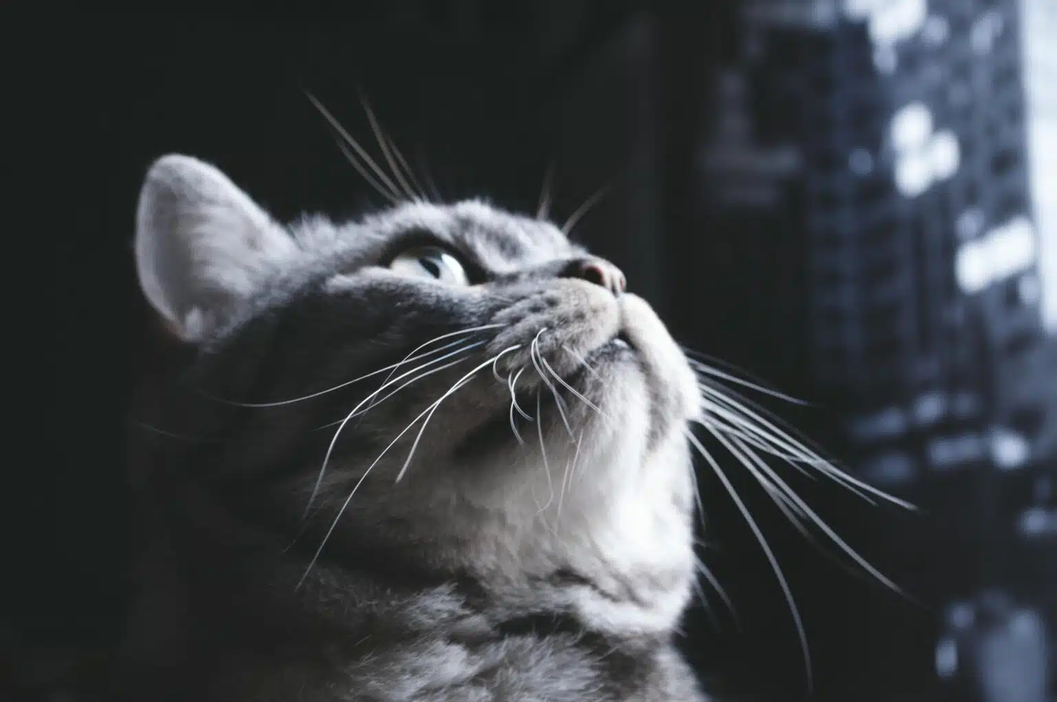 Pawtounes - Chats - Chatons - Animaux - Mignons - Marrants : Chat gris : astuces et conseils pour bien s’en occuper