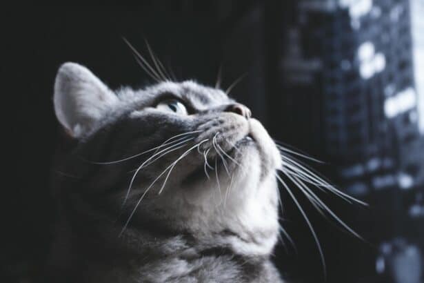 Pawtounes - Chats - Chatons - Animaux - Mignons - Marrants : Chat gris : astuces et conseils pour bien s’en occuper