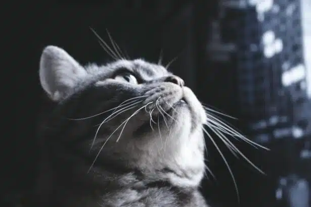 Pawtounes - Chats - Chatons - Animaux - Mignons - Marrants : Grey cats: tips and advice on how to look after them properly
