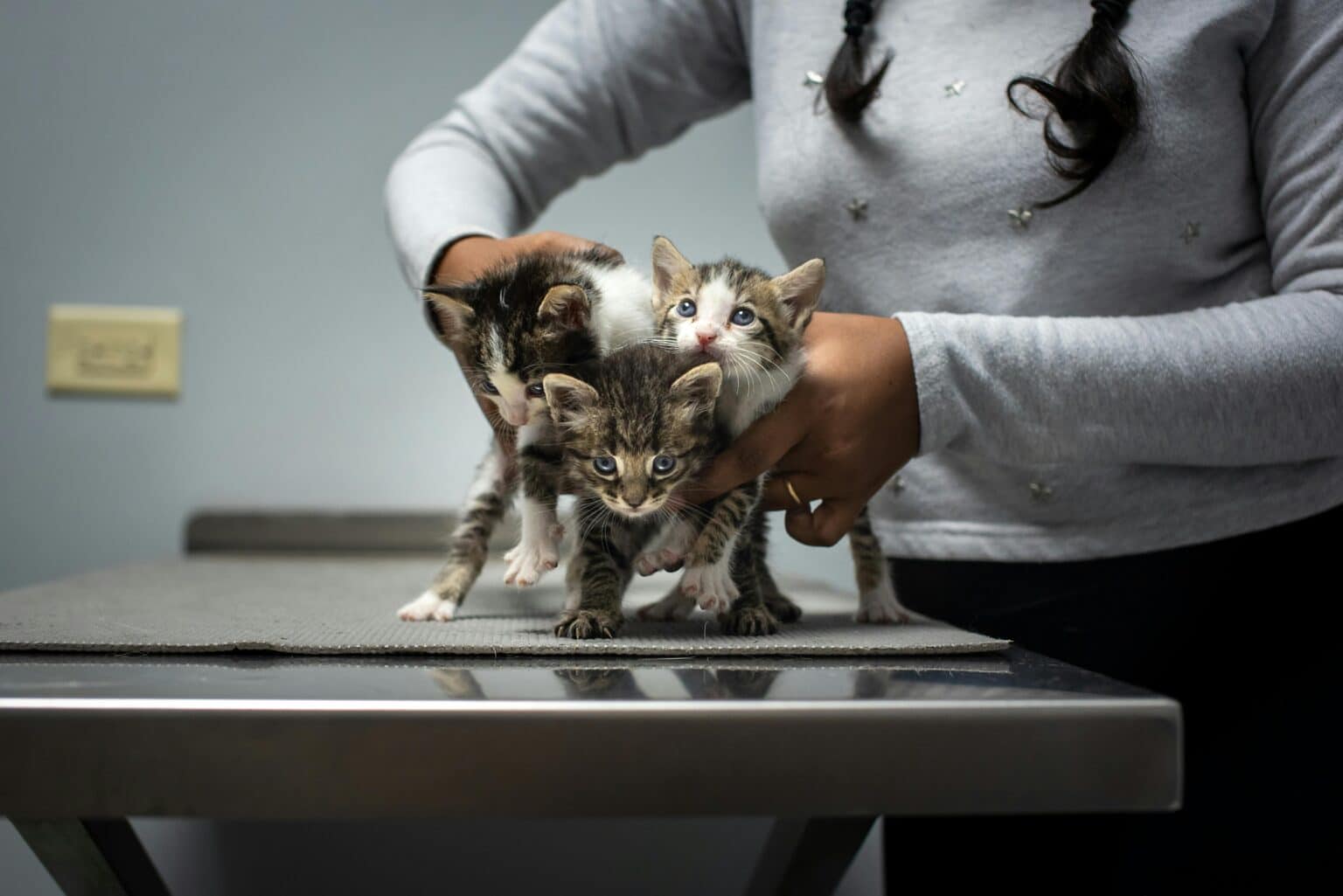 Pawtounes - Chats - Chatons - Animaux - Mignons - Marrants : Cat sterilization: recovery time and key care measures