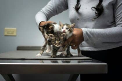 Pawtounes - Chats - Chatons - Animaux - Mignons - Marrants : Stérilisation du chat : temps de récupération et soins clés