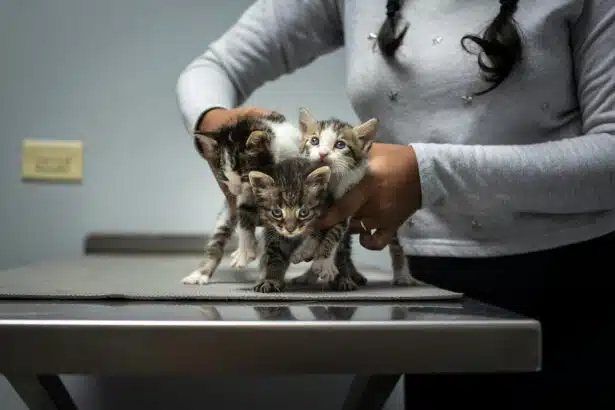 Pawtounes - Chats - Chatons - Animaux - Mignons - Marrants : Stérilisation du chat : temps de récupération et soins clés