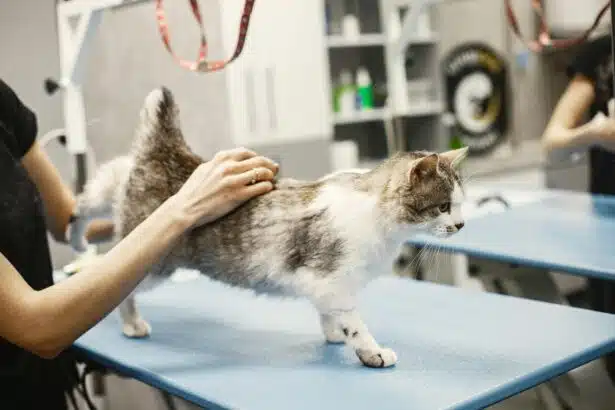 Pawtounes - Chats - Chatons - Animaux - Mignons - Marrants : Vermifuge chat 2024 : comment choisir le plus efficace ?