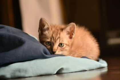 Pawtounes - Chats - Chatons - Animaux - Mignons - Marrants : Chats roux : 10 secrets étonnants à découvrir