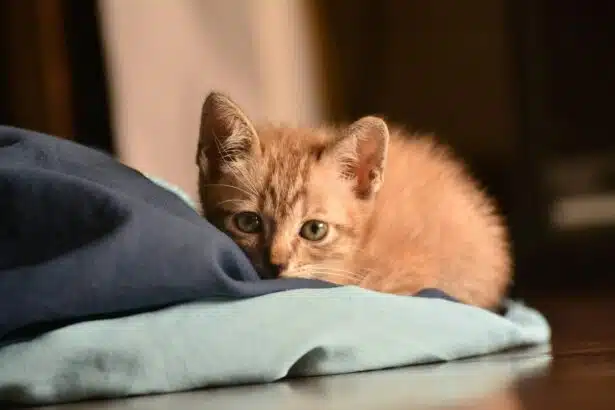 Pawtounes - Chats - Chatons - Animaux - Mignons - Marrants : Chats roux : 10 secrets étonnants à découvrir