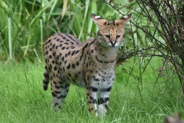 Pawtounes - Chats - Chatons - Animaux - Mignons - Marrants : Chat Savannah : traits, soins et prix en 2024
