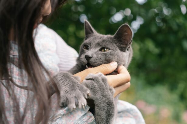 Pawtounes - Chats - Chatons - Animaux - Mignons - Marrants : Pourquoi mon chat me mordille ? Causes et solutions 2024
