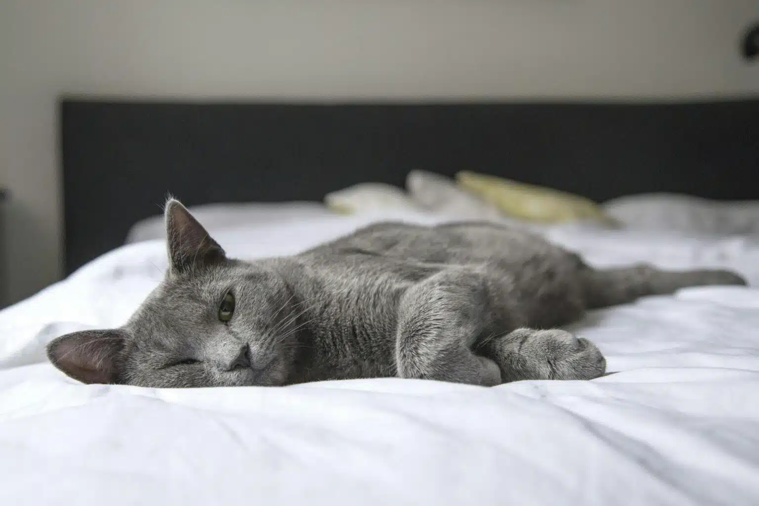 Pawtounes - Chats - Chatons - Animaux - Mignons - Marrants : 10 astuces pour rendre votre chat encore plus mignon!