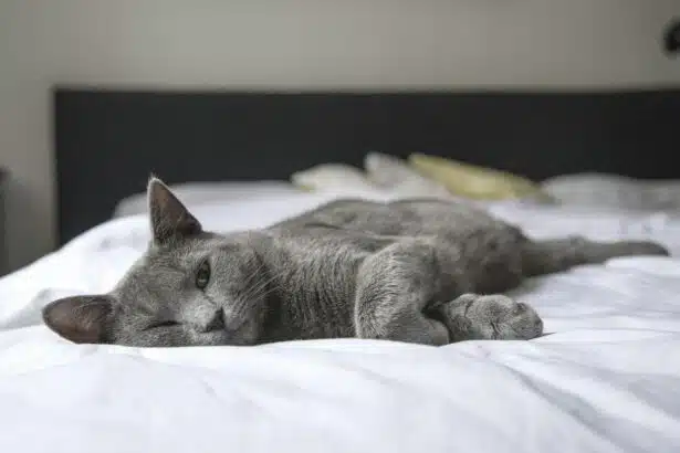 Pawtounes - Chats - Chatons - Animaux - Mignons - Marrants : 10 astuces pour rendre votre chat encore plus mignon!