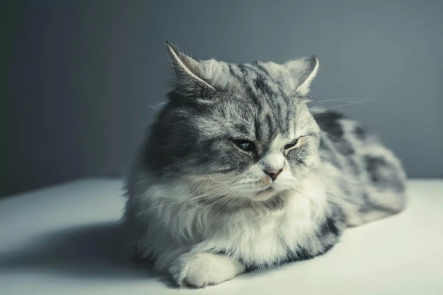 Pawtounes - Chats - Chatons - Animaux - Mignons - Marrants : Persian cats: essential tips for raising them properly