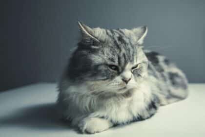 Pawtounes - Chats - Chatons - Animaux - Mignons - Marrants : Chat Persan : conseils essentiels pour bien l’élever
