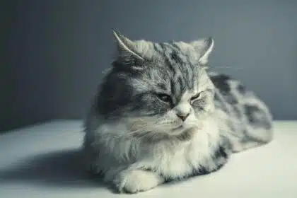 Pawtounes - Chats - Chatons - Animaux - Mignons - Marrants : Chat Persan : conseils essentiels pour bien l’élever