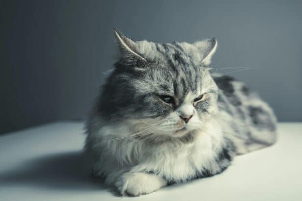 Pawtounes - Chats - Chatons - Animaux - Mignons - Marrants : Chat Persan : conseils essentiels pour bien l’élever