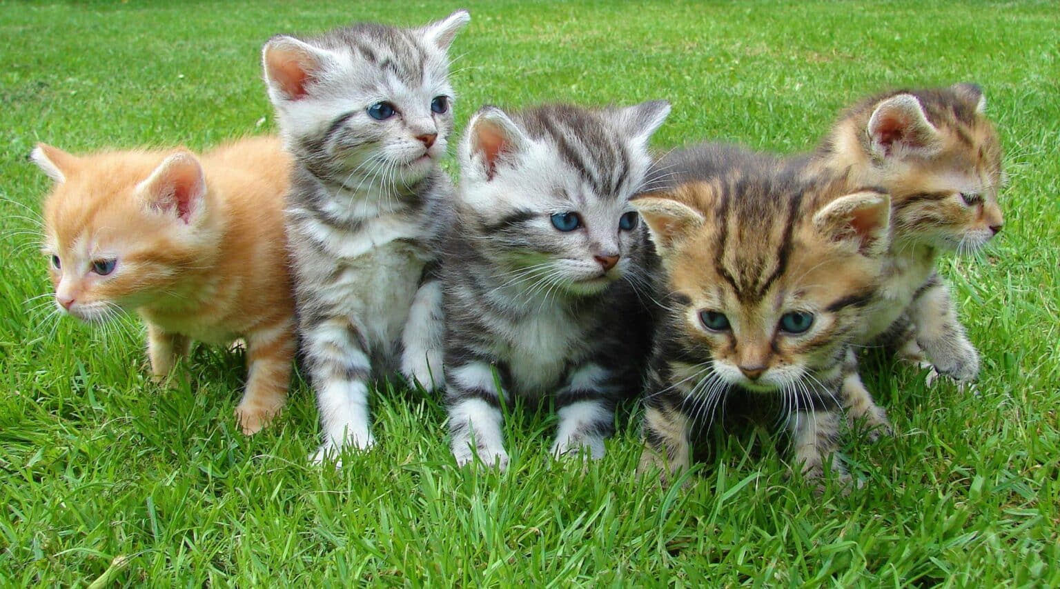 Pawtounes - Chats - Chatons - Animaux - Mignons - Marrants : Top races de chats : laquelle est faite pour vous ?