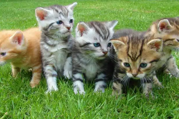 Pawtounes - Chats - Chatons - Animaux - Mignons - Marrants : Top races de chats : laquelle est faite pour vous ?