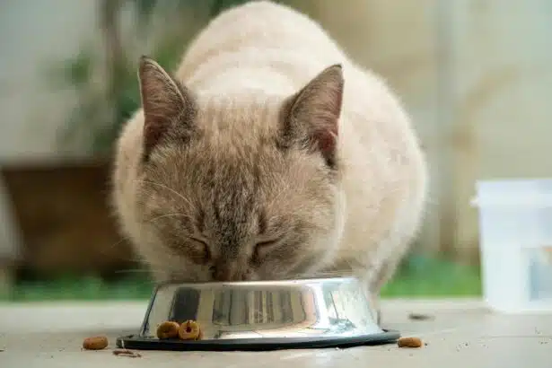Pawtounes - Chats - Chatons - Animaux - Mignons - Marrants : Nourriture Féline: Que Doivent Réellement Manger nos Chats?