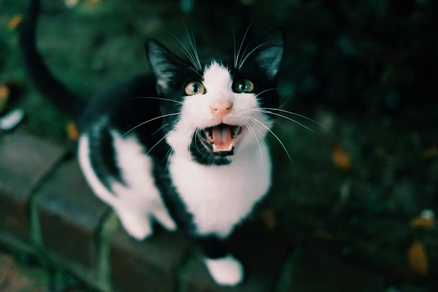 Pawtounes - Chats - Chatons - Animaux - Mignons - Marrants : Pourquoi mon chat miaule ? Significations et astuces