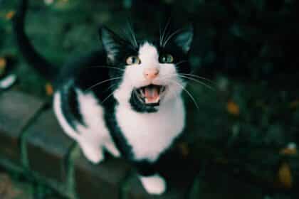 Pawtounes - Chats - Chatons - Animaux - Mignons - Marrants : Pourquoi mon chat miaule ? Significations et astuces