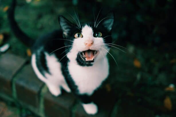 Pawtounes - Chats - Chatons - Animaux - Mignons - Marrants : Why does my cat meow? Meanings and tips