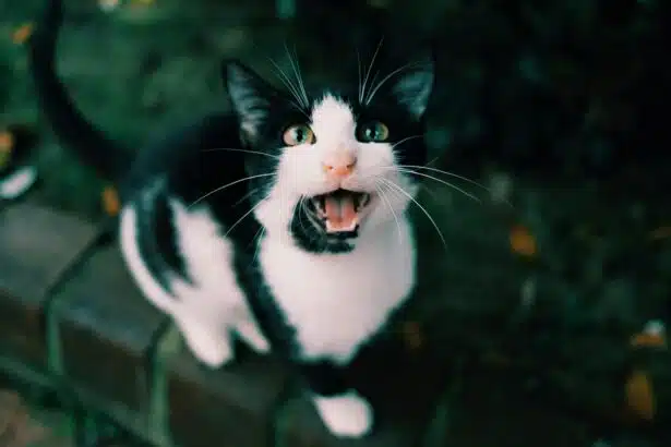 Pawtounes - Chats - Chatons - Animaux - Mignons - Marrants : Pourquoi mon chat miaule ? Significations et astuces