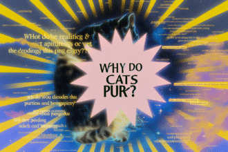 Pawtounes - Chats - Chatons - Animaux - Mignons - Marrants : Why does my cat purr? Meaning and explanations