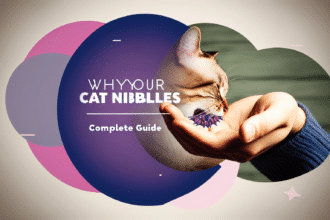 Pawtounes - Chats - Chatons - Animaux - Mignons - Marrants : Why does my cat bite me? Causes and solutions 2024