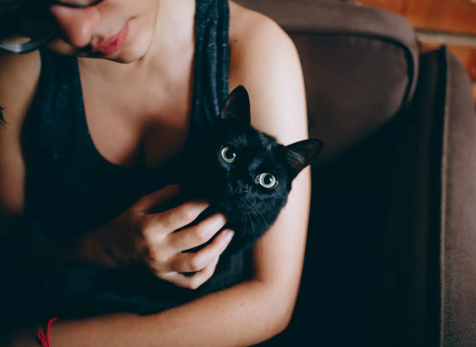 Pawtounes - Chats - Chatons - Animaux - Mignons - Marrants : Comment Adopter et Prendre Soin d'un Chat Noir : Guide Complet