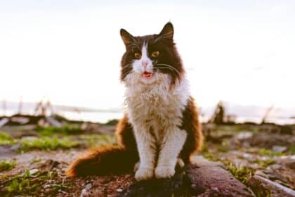 Pawtounes - Chats - Chatons - Animaux - Mignons - Marrants : Chat Norvégien : Guide ultime pour les passionnés de félins