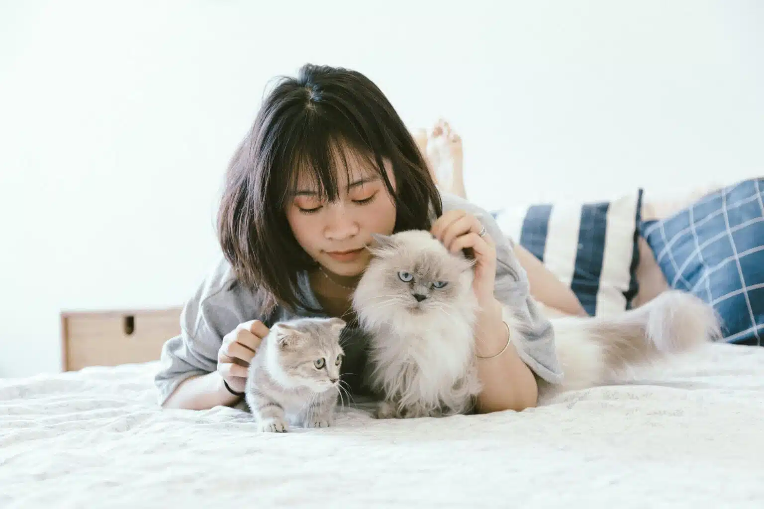 Pawtounes - Chats - Chatons - Animaux - Mignons - Marrants : Guide Pratique : Intervalle Entre Deux Portées Chez Les Chats