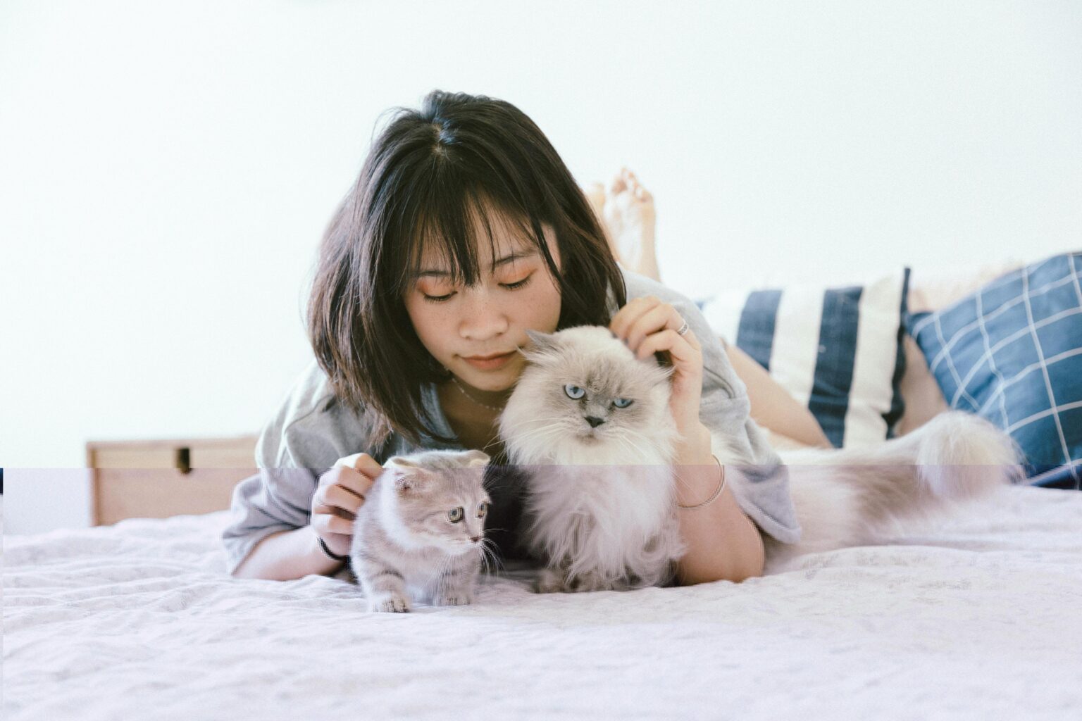 Pawtounes - Chats - Chatons - Animaux - Mignons - Marrants : Practical Guide: Litter Interval for Cats