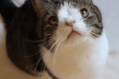 Pawtounes - Chats - Chatons - Animaux - Mignons - Marrants : Guide ultime pour comprendre et soutenir un chat trisomique