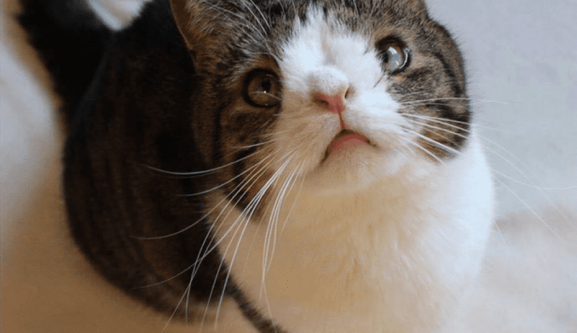 Pawtounes - Chats - Chatons - Animaux - Mignons - Marrants : Guide ultime pour comprendre et soutenir un chat trisomique