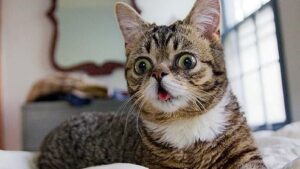 Pawtounes - Chats - Chatons - Animaux - Mignons - Marrants : Guide ultime pour comprendre et soutenir un chat trisomique