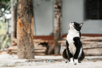 Pawtounes - Chats - Chatons - Animaux - Mignons - Marrants : Understanding your cat's human age: Ultimate Guide