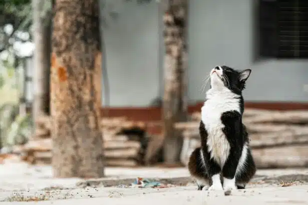 Pawtounes - Chats - Chatons - Animaux - Mignons - Marrants : Comprendre l'âge humain de votre chat : Guide Ultime