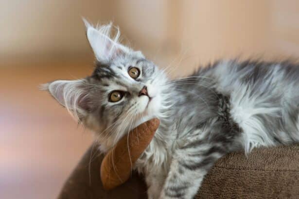 Pawtounes - Chats - Chatons - Animaux - Mignons - Marrants : Quel chat de race choisir en 2024 ?