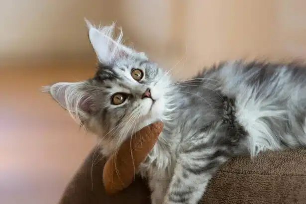 Pawtounes - Chats - Chatons - Animaux - Mignons - Marrants : Quel chat de race choisir en 2024 ?
