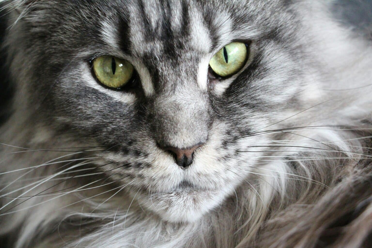 Pawtounes - Chats - Chatons - Animaux - Mignons - Marrants : Maine Coon: key tips for raising a Maine Coon at home