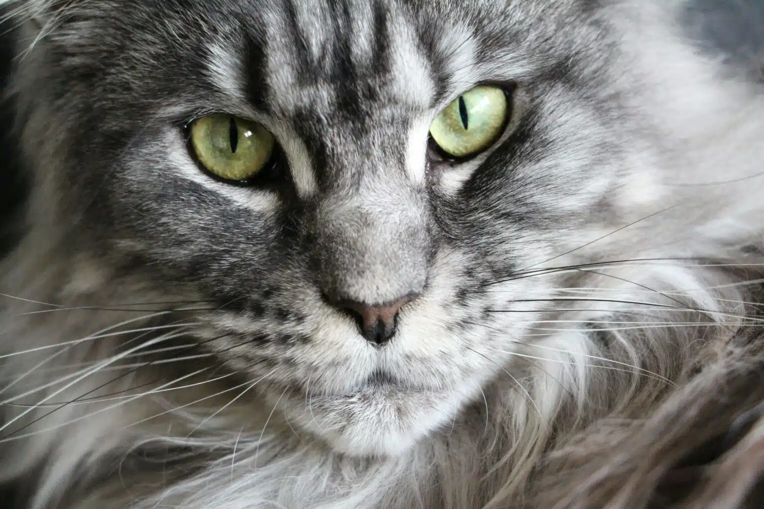 Pawtounes - Chats - Chatons - Animaux - Mignons - Marrants : Maine Coon : conseils clés pour bien l’élever chez vous