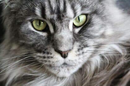 Pawtounes - Chats - Chatons - Animaux - Mignons - Marrants : Maine Coon : conseils clés pour bien l’élever chez vous