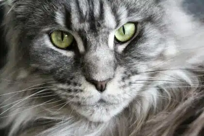 Pawtounes - Chats - Chatons - Animaux - Mignons - Marrants : Maine Coon : conseils clés pour bien l’élever chez vous