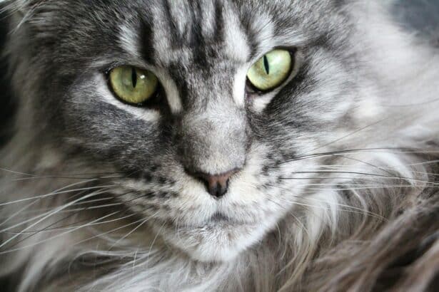 Pawtounes - Chats - Chatons - Animaux - Mignons - Marrants : Maine Coon : conseils clés pour bien l’élever chez vous