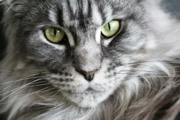 Pawtounes - Chats - Chatons - Animaux - Mignons - Marrants : Maine Coon: key tips for raising a Maine Coon at home
