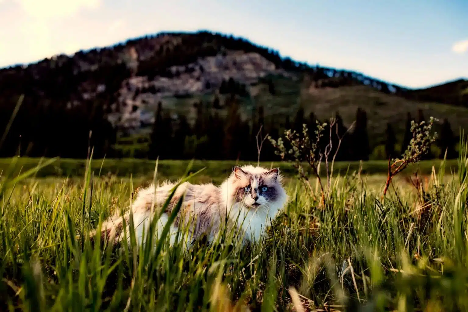 Pawtounes - Chats - Chatons - Animaux - Mignons - Marrants : Ragdoll: the majestic cat that melts hearts