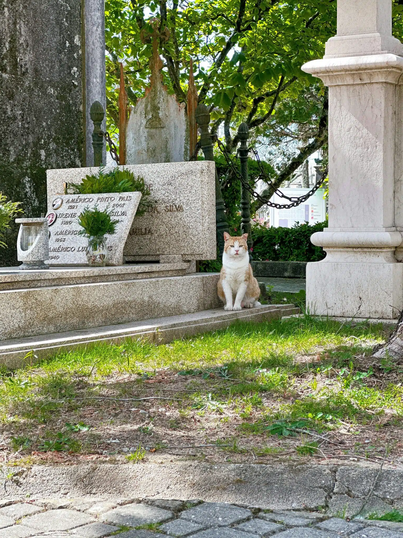 Pawtounes - Chats - Chatons - Animaux - Mignons - Marrants : Post-mortem rigidity in cats: a detailed analysis