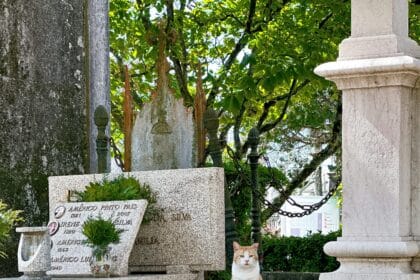 Pawtounes - Chats - Chatons - Animaux - Mignons - Marrants : Post-mortem rigidity in cats: a detailed analysis
